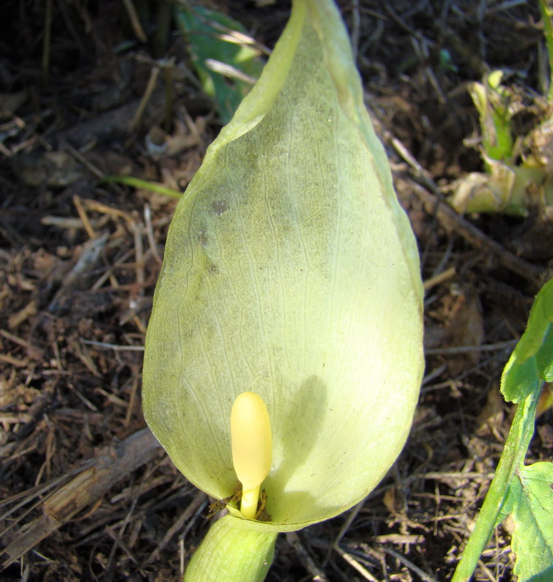 Arum italicum